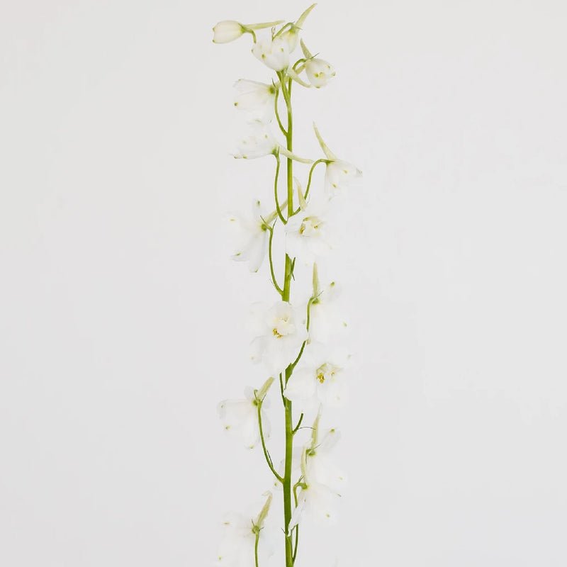 Delphinium - Royal White (7 Stems) - Laflora.ae