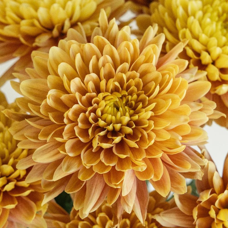 Chrysanthemum - Pumpkin (10 Stems) - Laflora.ae