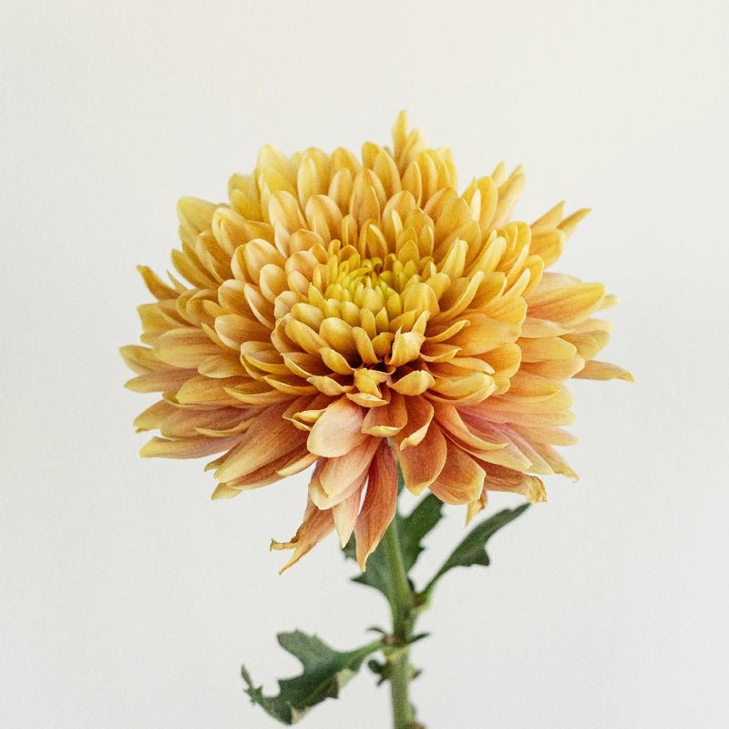Chrysanthemum - Pumpkin (10 Stems) - Laflora.ae