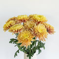 Chrysanthemum - Pumpkin (10 Stems) - Laflora.ae