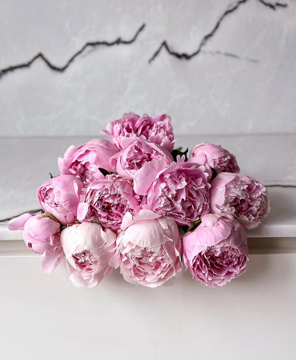 Sarah Bernhardtt Peonies - Laflora.ae