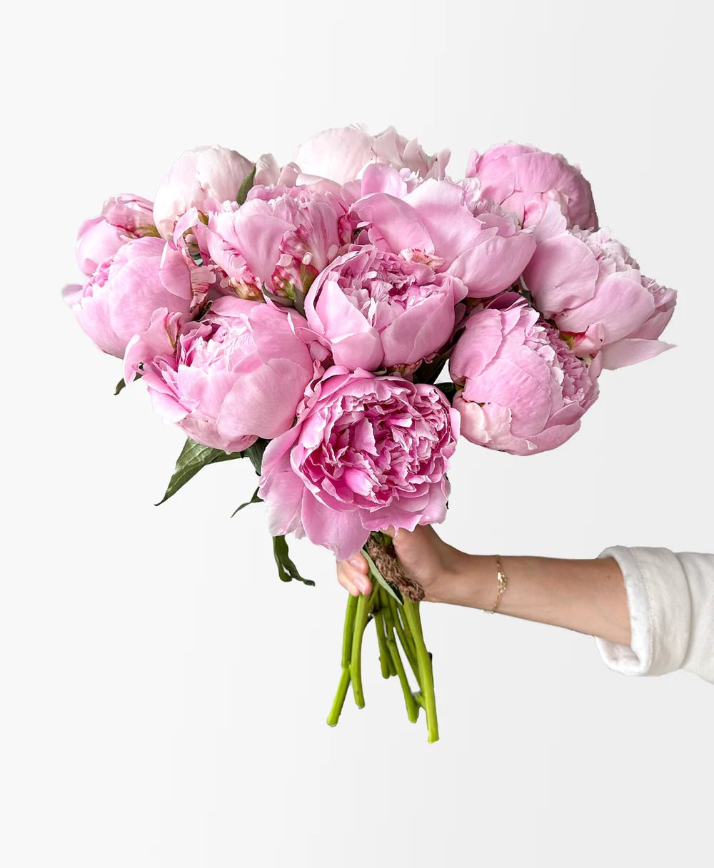Sarah Bernhardtt Peonies - Laflora.ae
