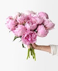 Sarah Bernhardtt Peonies - Laflora.ae