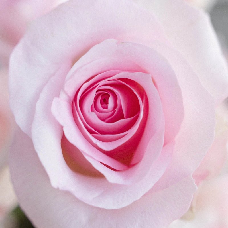 Rose - Esperance Soft Double Pink (20 Stems) - Laflora.ae