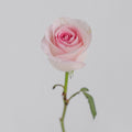 Rose - Esperance Soft Double Pink (20 Stems) - Laflora.ae