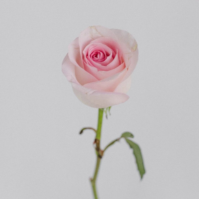 Rose - Esperance Soft Double Pink (20 Stems) - Laflora.ae