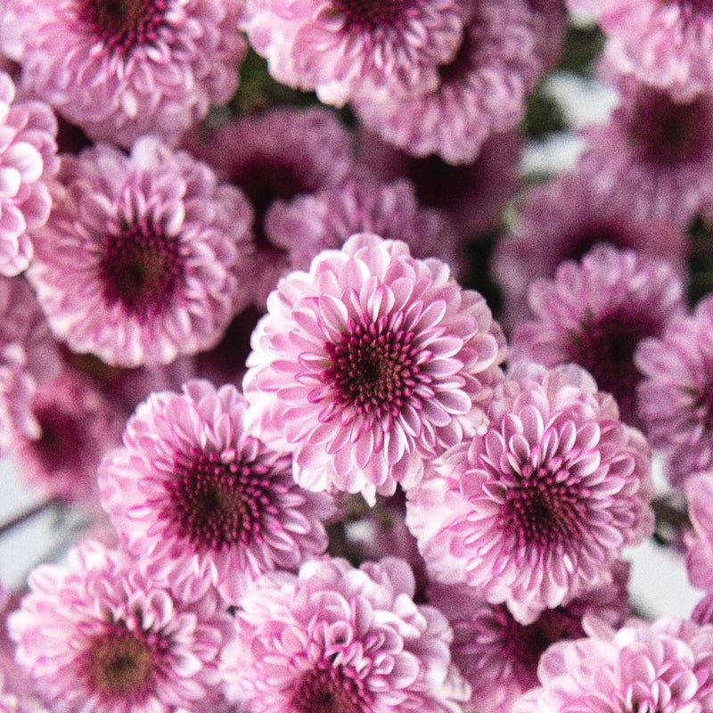 Chrysanthemum - Santini Pink (25 Stems) - Laflora.ae