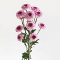 Chrysanthemum - Santini Pink (25 Stems) - Laflora.ae