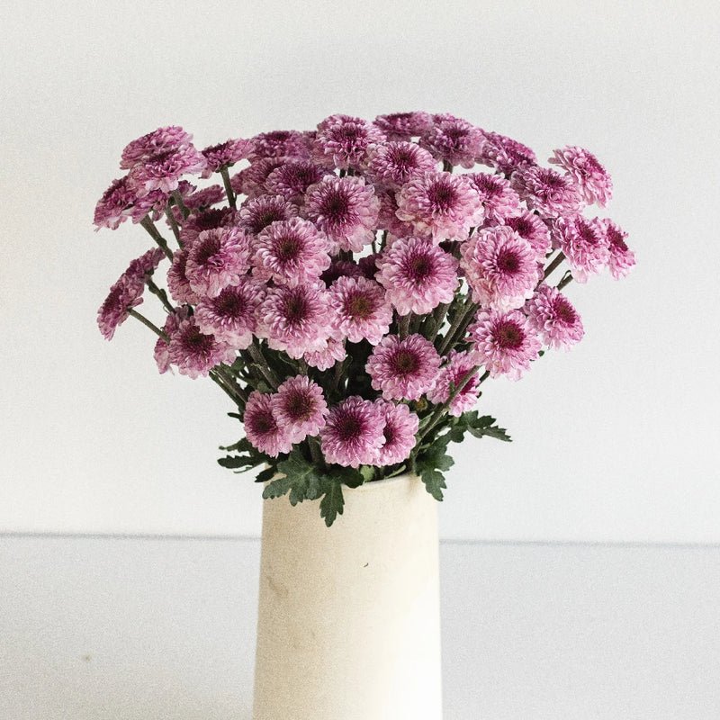 Chrysanthemum - Santini Pink (25 Stems) - Laflora.ae