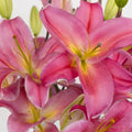 Lily - Tarango Watermelon Pink Oriental (10 Stems) - Laflora.ae