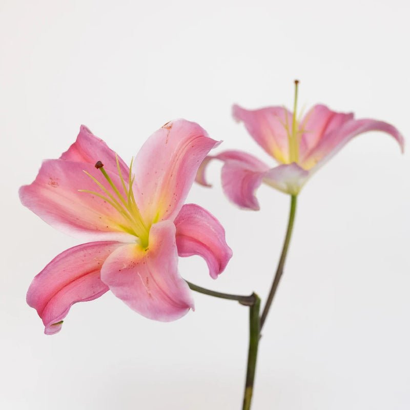 Lily - Tarango Watermelon Pink Oriental (10 Stems) - Laflora.ae