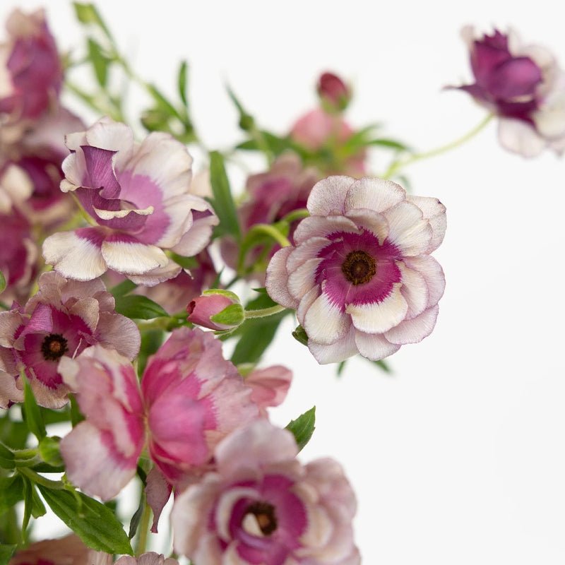 Ranunculus - Silver Magenta Butterfly (10 Stems) - Laflora.ae