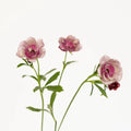 Ranunculus - Silver Magenta Butterfly (10 Stems) - Laflora.ae