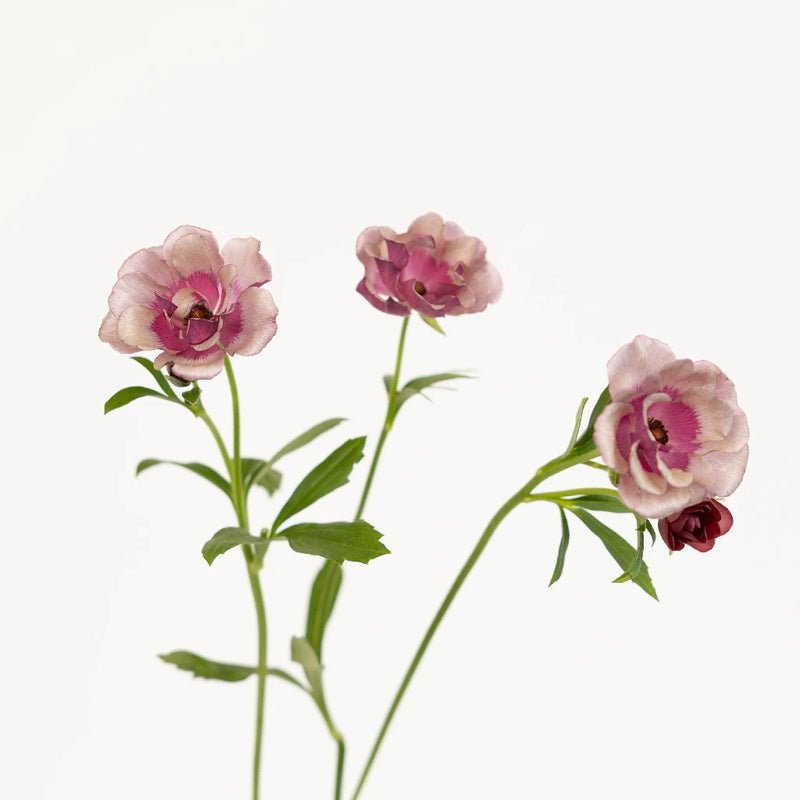 Ranunculus - Silver Magenta Butterfly (10 Stems) - Laflora.ae