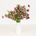 Ranunculus - Silver Magenta Butterfly (10 Stems) - Laflora.ae