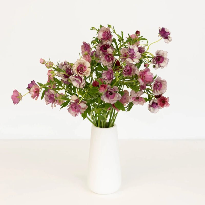 Ranunculus - Silver Magenta Butterfly (10 Stems) - Laflora.ae