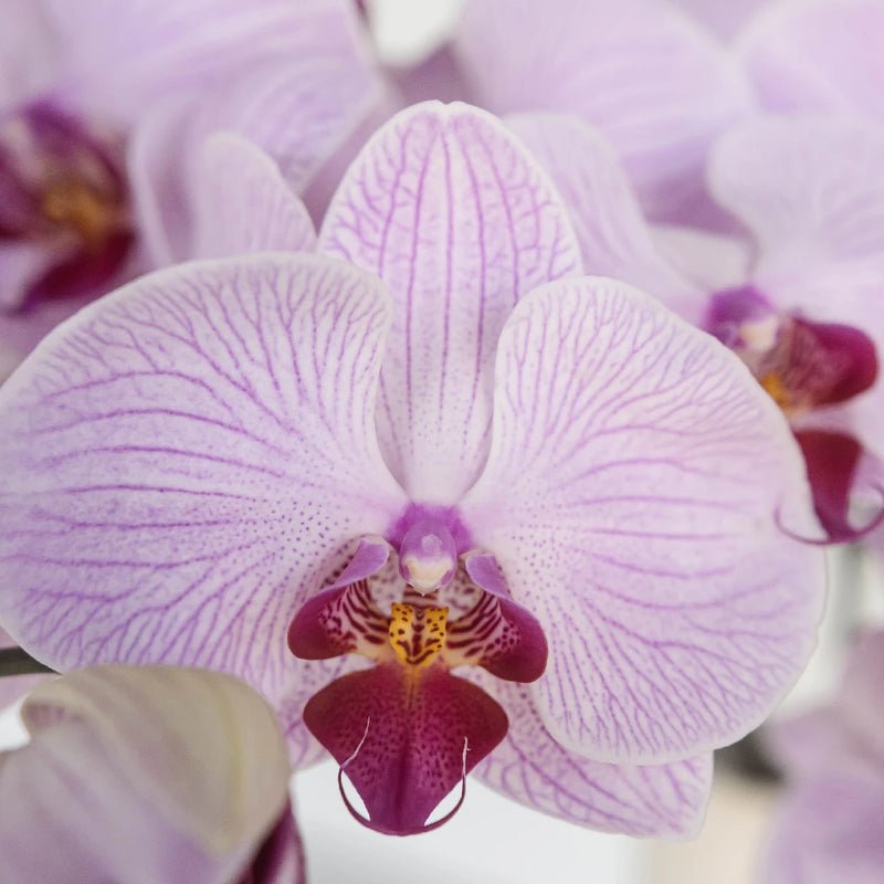 Phalaenopsis - Purple Orchids (1 Stem) - Laflora.ae