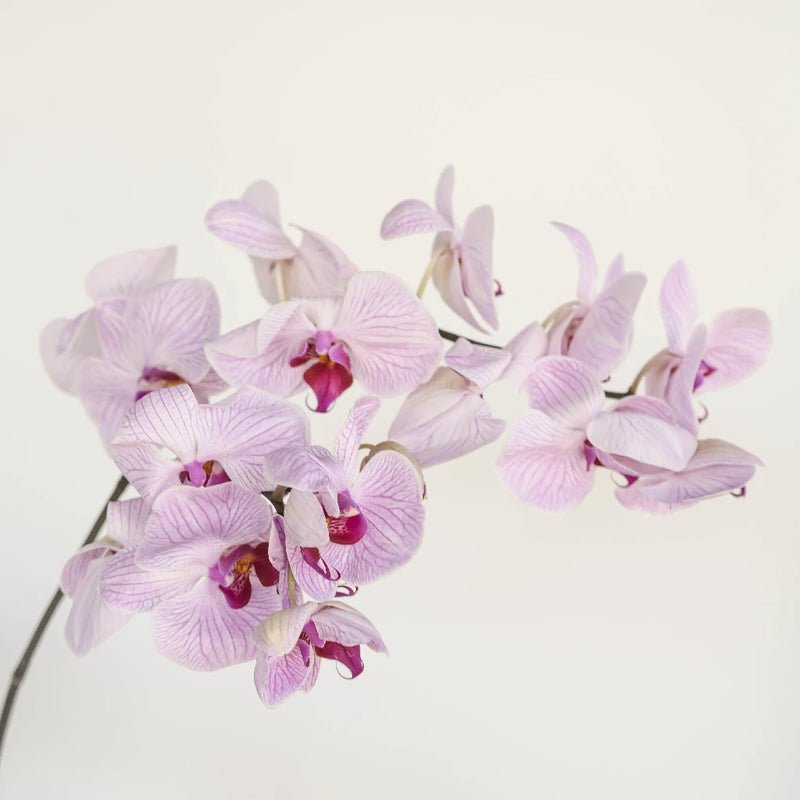 Phalaenopsis - Purple Orchids (1 Stem) - Laflora.ae