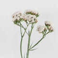 Statice - White (25 Stems) - Laflora.ae