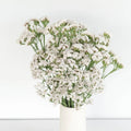 Statice - White (25 Stems) - Laflora.ae