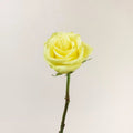 Rose - Camouflage (20 Stems) - Laflora.ae
