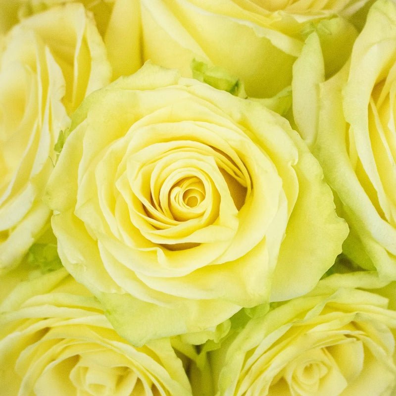 Rose - Camouflage (20 Stems) - Laflora.ae