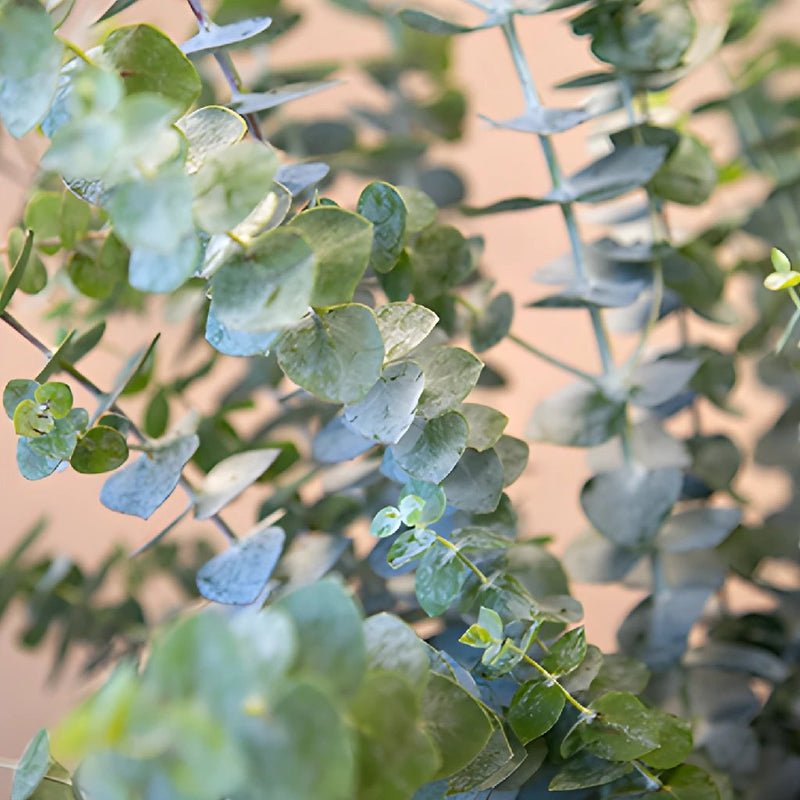 Eucalyptus - True Blue (2 Bunch) - Laflora.ae