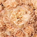 Carnation - Cappuccino (20 Stems) - Laflora.ae