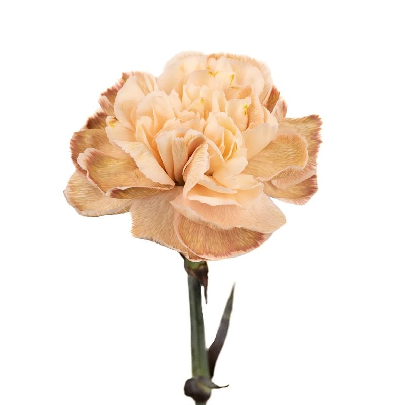 Carnation - Cappuccino (20 Stems) - Laflora.ae