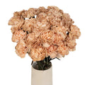 Carnation - Cappuccino (20 Stems) - Laflora.ae