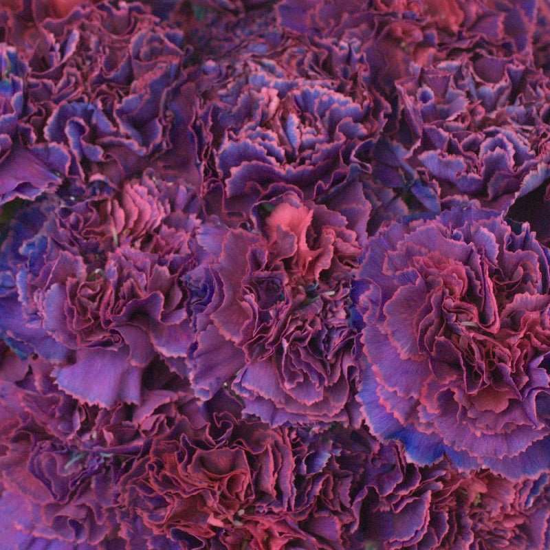 Carnation - Purple Magenta (20Stems) - Laflora.ae