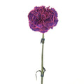 Carnation - Purple Magenta (20Stems) - Laflora.ae