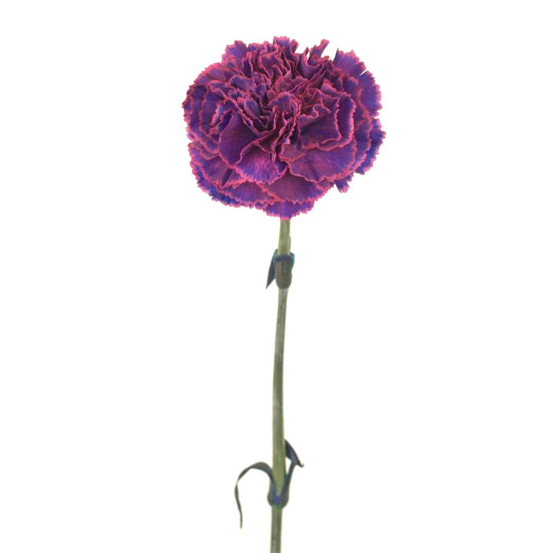 Carnation - Purple Magenta (20Stems) - Laflora.ae