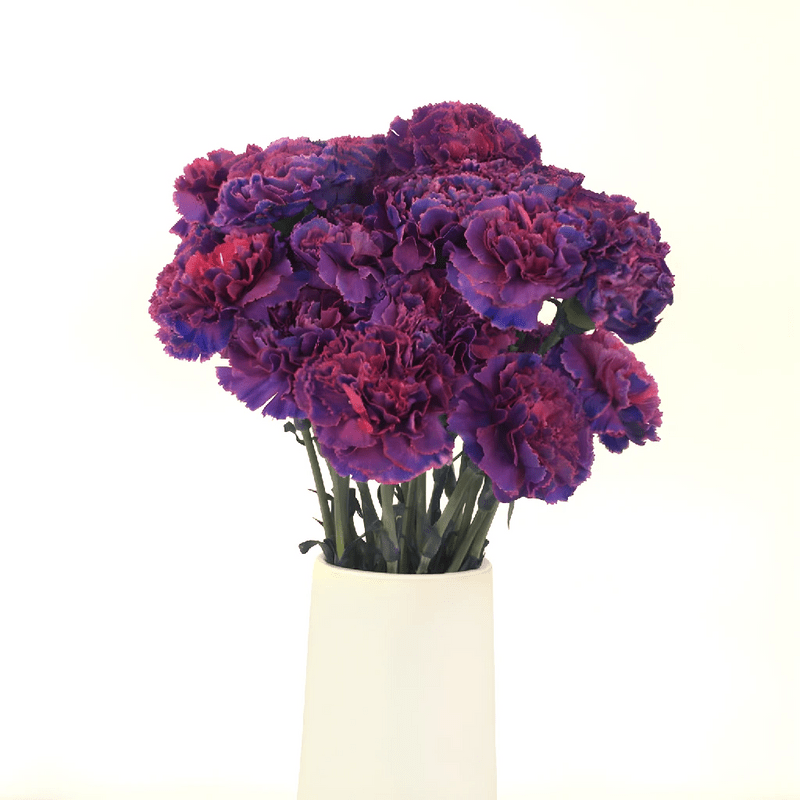 Carnation - Purple Magenta (20Stems) - Laflora.ae