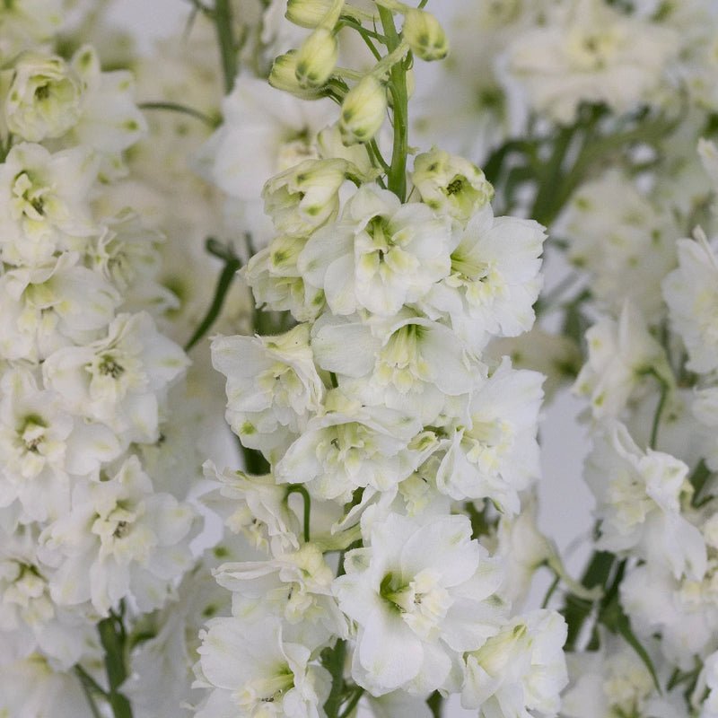 Delphinium - White (5 Stems) - Laflora.ae