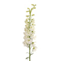 Delphinium - White (5 Stems) - Laflora.ae