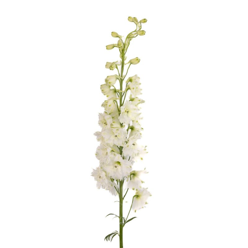 Delphinium - White (5 Stems) - Laflora.ae