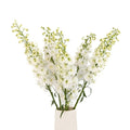 Delphinium - White (5 Stems) - Laflora.ae