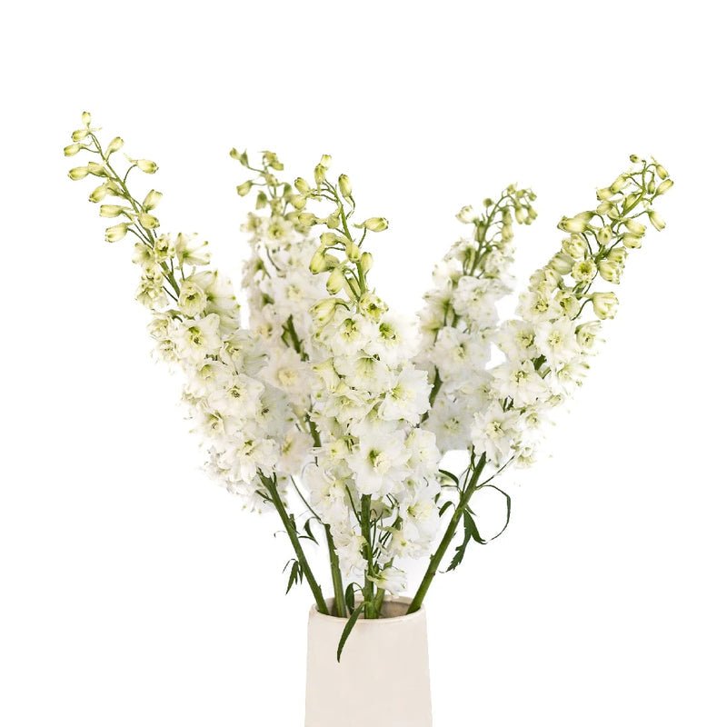 Delphinium - White (5 Stems) - Laflora.ae