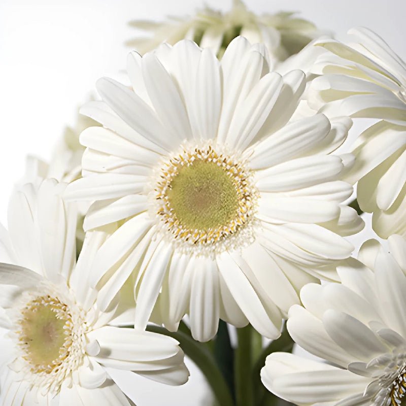 Gerbera - Bone White Mini (30 Stems) - Laflora.ae