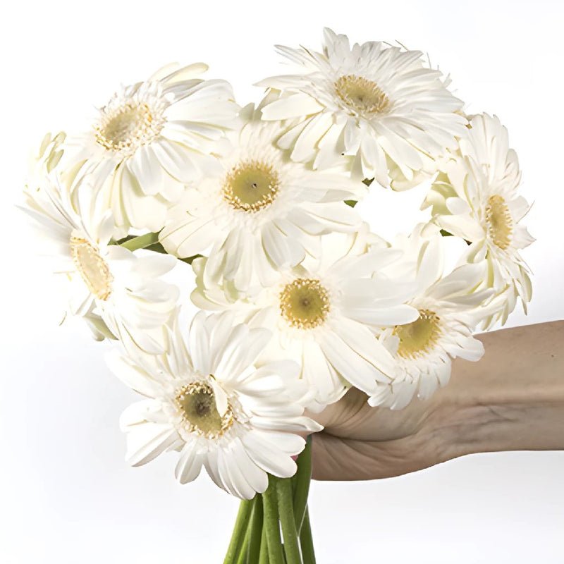 Gerbera - Bone White Mini (30 Stems) - Laflora.ae