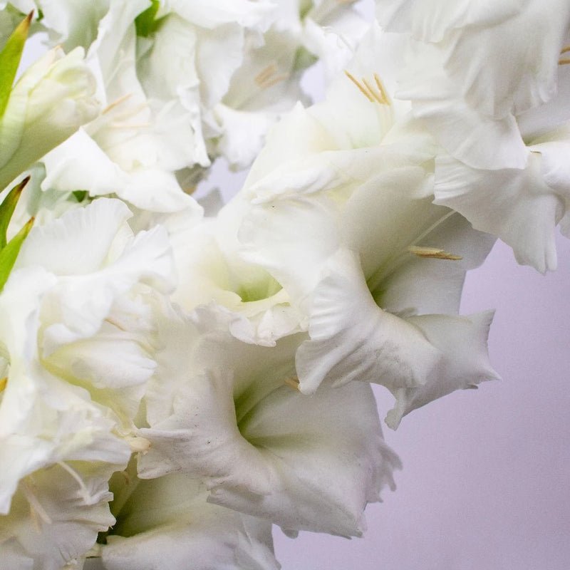 Gladiolus - White (10 Stems) - Laflora.ae