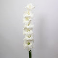 Gladiolus - White (10 Stems) - Laflora.ae