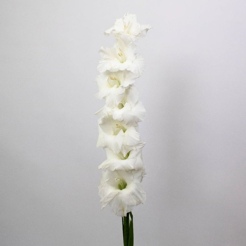 Gladiolus - White (10 Stems) - Laflora.ae