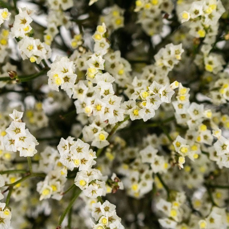 Limonium - White (25 Stems) - Laflora.ae