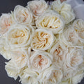 Garden Rose - White Ohara - Laflora.ae