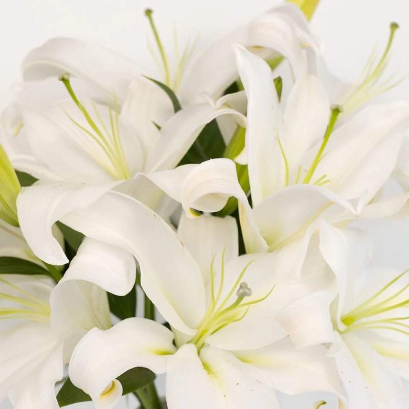 White Lily - Oriental (10 Stems) - Laflora.ae