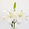 White Lily - Oriental (10 Stems) - Laflora.ae