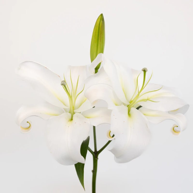 White Lily - Oriental (10 Stems) - Laflora.ae
