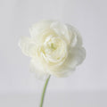 Ranunculus - Fresh White (10 Stems) - Laflora.ae